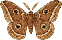 Sweetbay Silkmoth