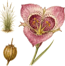 Butterfly Mariposa Lily