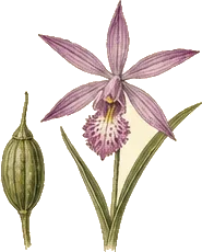 Grass Pink Orchid