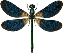 Ebony Jewelwing