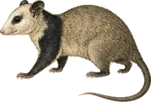 Black-shouldered Opossum
