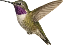 Costa's Hummingbird