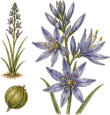 Common Camas