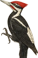 Ivory-billed Woodpecker