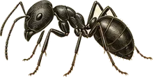 Black Carpenter Ant