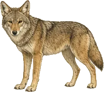 Eastern Coyote