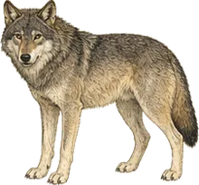 Eastern Wolf