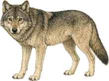 Great Plains Wolf