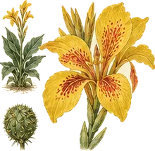 Golden Canna