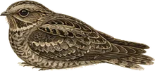 Chuck-will's-widow