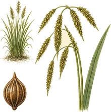 Bristly Sedge