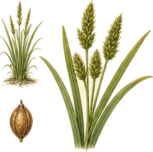 Lake Sedge