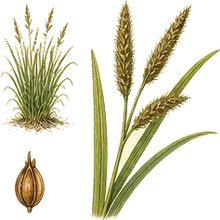 Fox Sedge