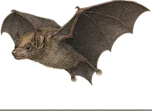 Seba's Short-tailed Bat