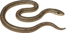 Eastern Worm Snake