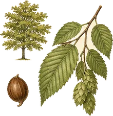 American Hornbeam