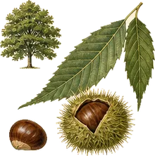 American Chestnut
