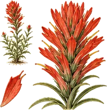 Giant Red Indian Paintbrush
