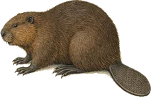 North American Beaver