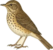 Gray-cheeked Thrush