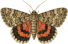 Girlfriend Underwing