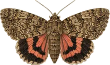 Ultronia Underwing