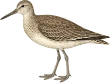 Willet