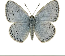 Spring Azure