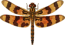 Calico Pennant
