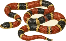 Scarlet Snake