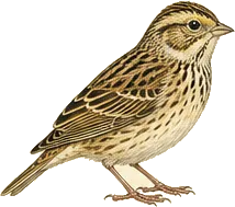 Henslow's Sparrow