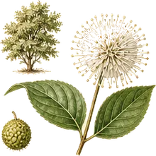 Buttonbush