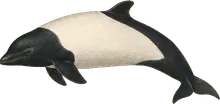 Commerson's Dolphin