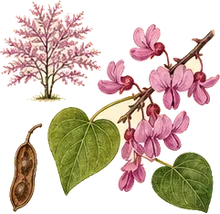 Texas Redbud