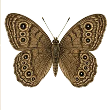 Mead's Wood Nymph