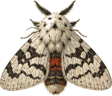 Black-etched Prominent