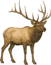 Elk