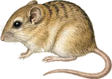 California Pocket Mouse