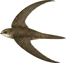 Chimney Swift