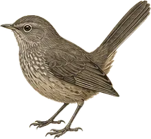 Wrentit