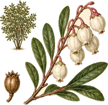 Leatherleaf