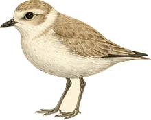 Snowy Plover