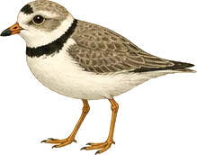 Piping Plover