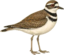 Killdeer