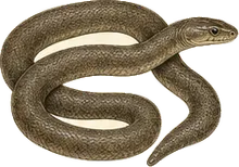 Northern Rubber Boa