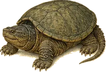 Common Snapping Turtle
