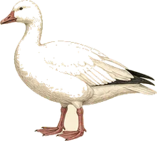 Snow Goose