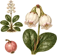 Pipsissewa