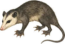 Water Opossum