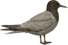 Black Tern